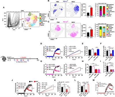 Interferon-γ/Interleukin-27 Axis Induces Programmed Death Ligand 1 Expression in Monocyte-Derived Dendritic Cells and Restores Immune Tolerance in Central Nervous System Autoimmunity